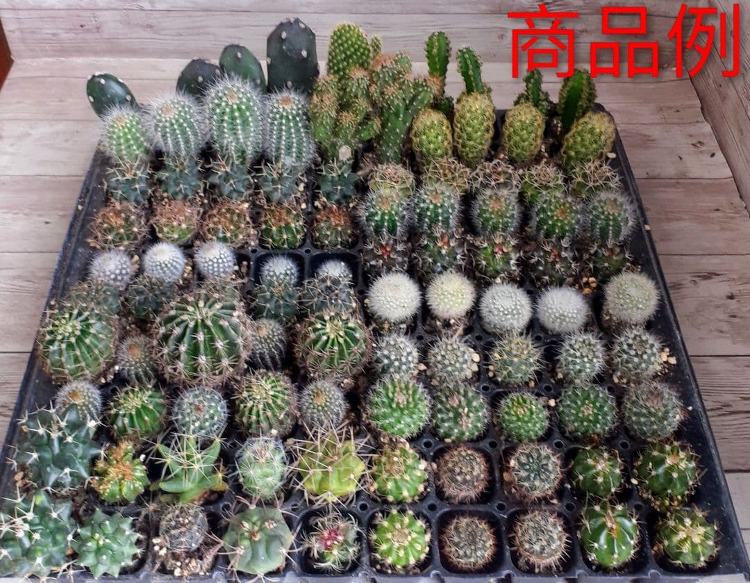 多肉植物　ミニサボテン　抜き苗　おまかせ　100個　※発送 1/6以降