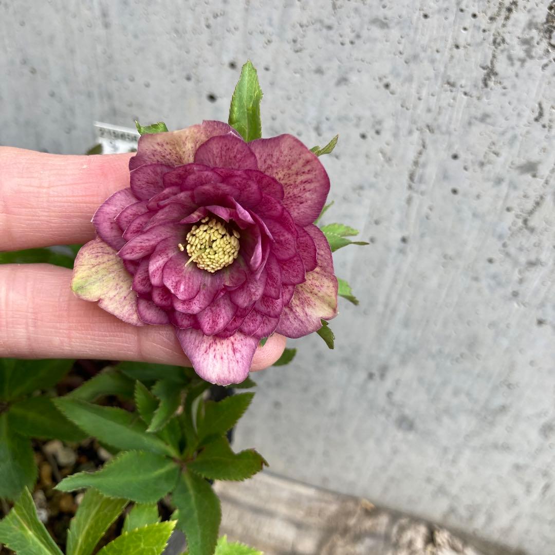 クリスマスローズ　開花株　4.5寸 　昨シーズン購入苗　加藤農園