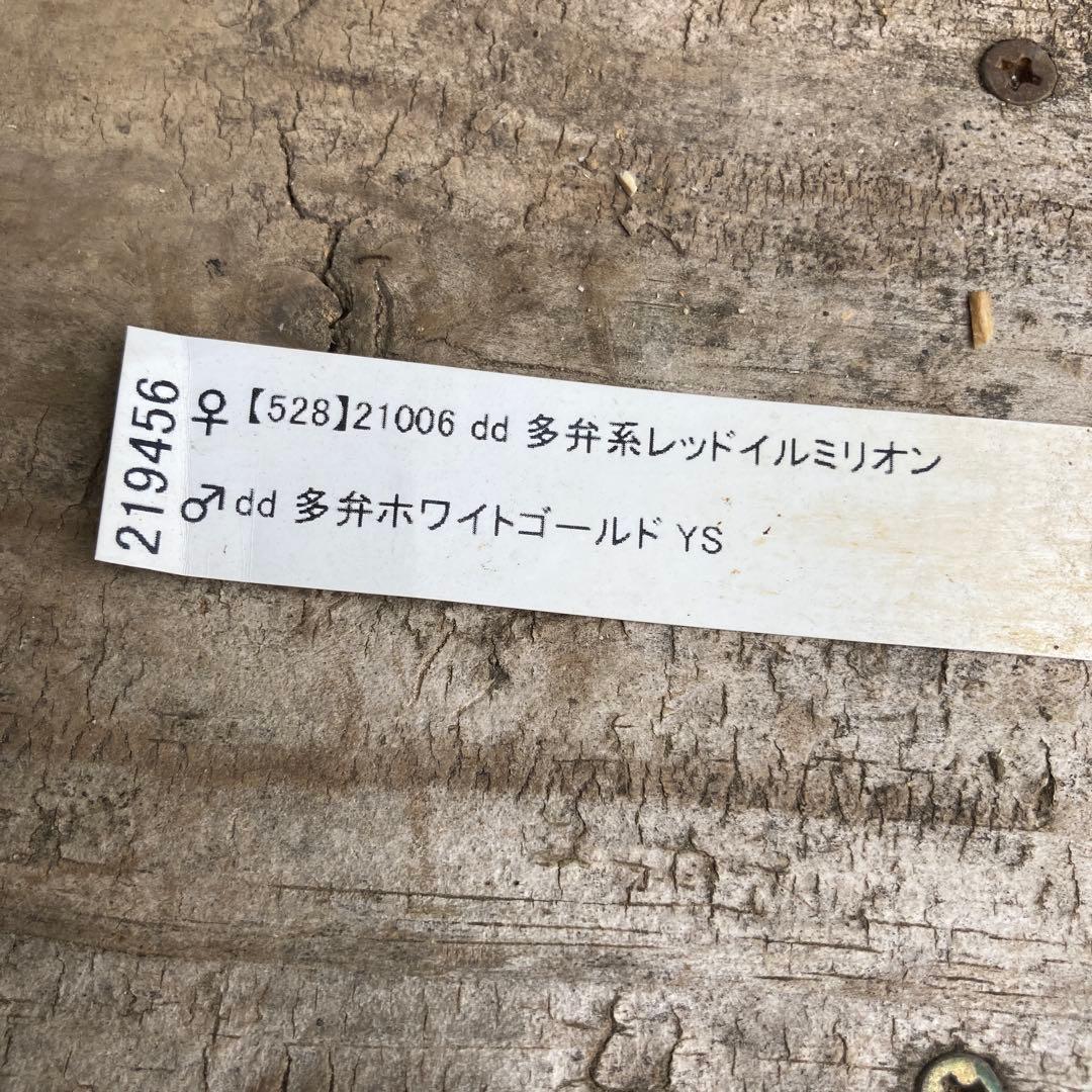 クリスマスローズ　開花株　4.5寸 　昨シーズン購入苗　加藤農園