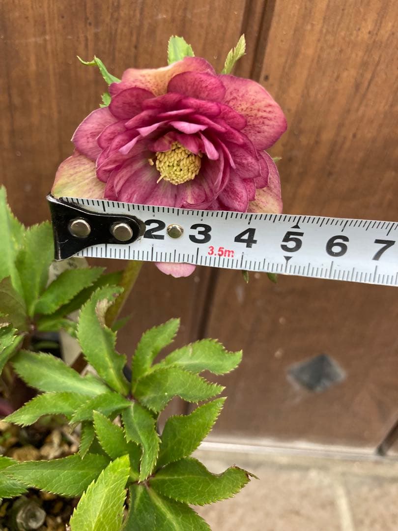 クリスマスローズ　開花株　4.5寸 　昨シーズン購入苗　加藤農園