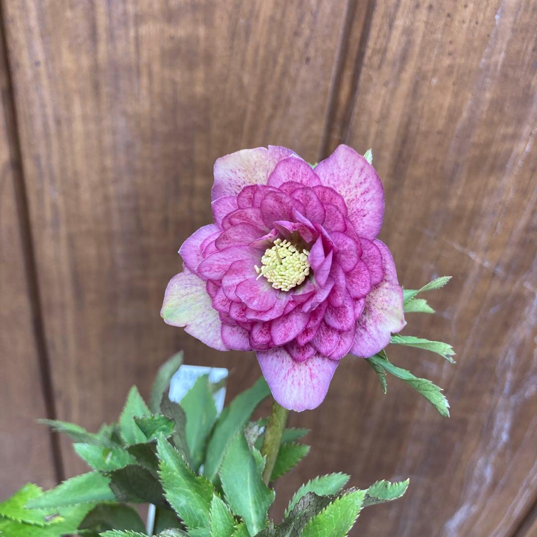 クリスマスローズ　開花株　4.5寸 　昨シーズン購入苗　加藤農園