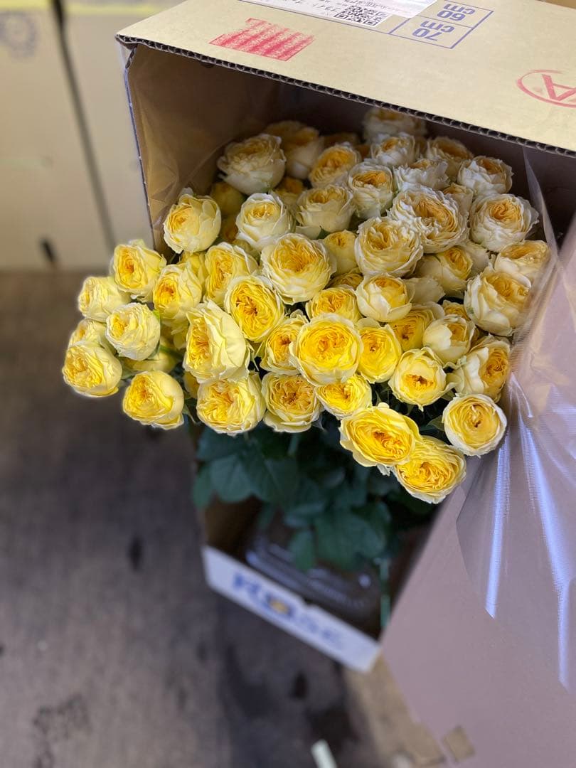 バラ・スプレーバラ　お任せ　20本 切花