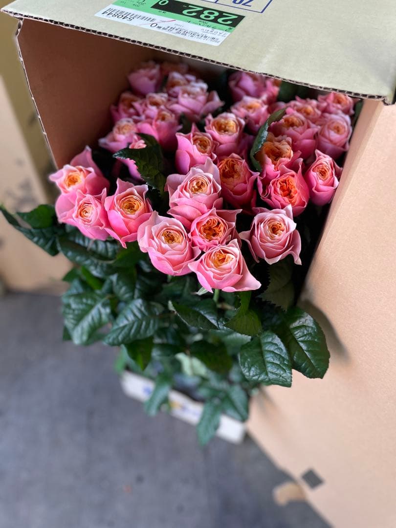 バラ・スプレーバラ　お任せ　20本 切花