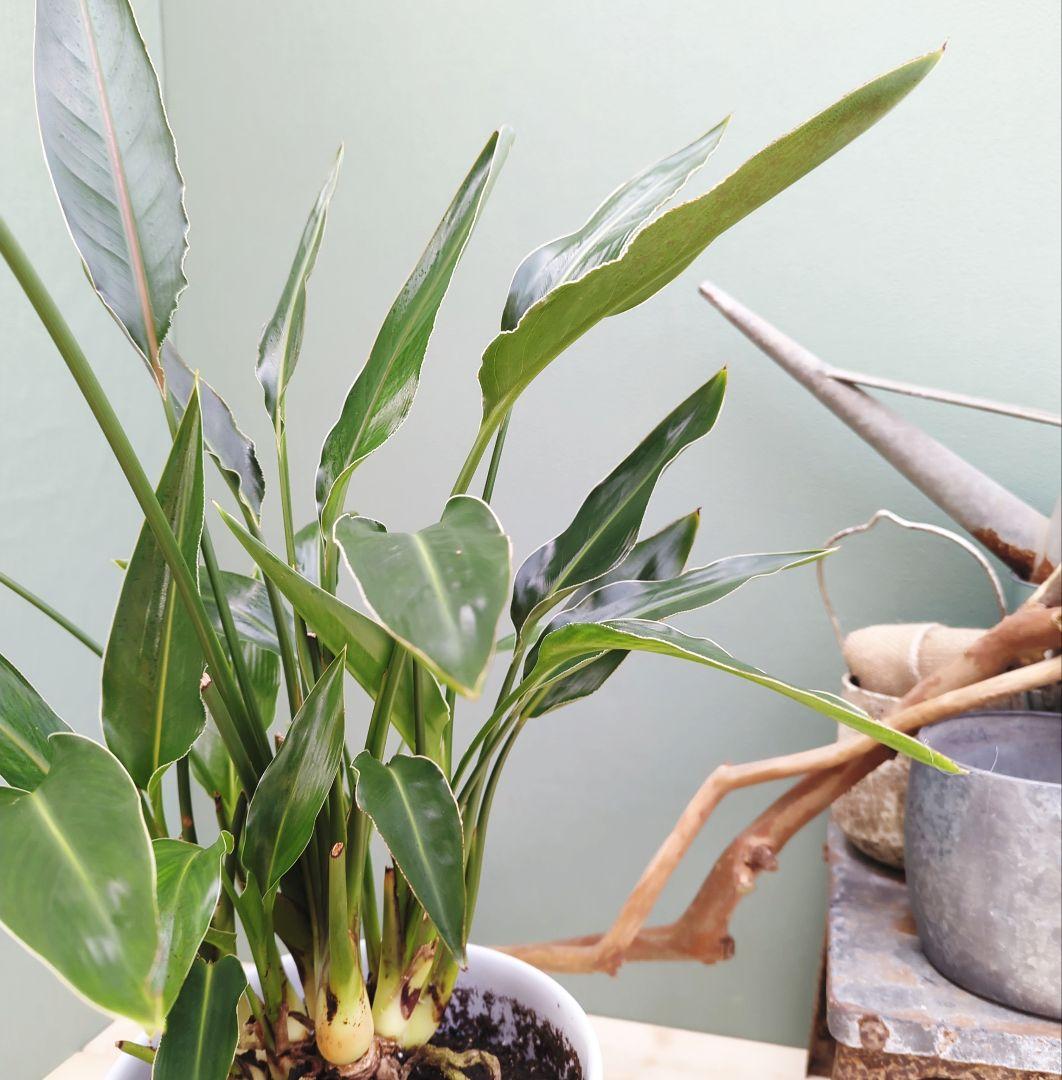 2月限定特価！ストレチア レギネ 【現品】極楽湯 オレンジの花 ８号