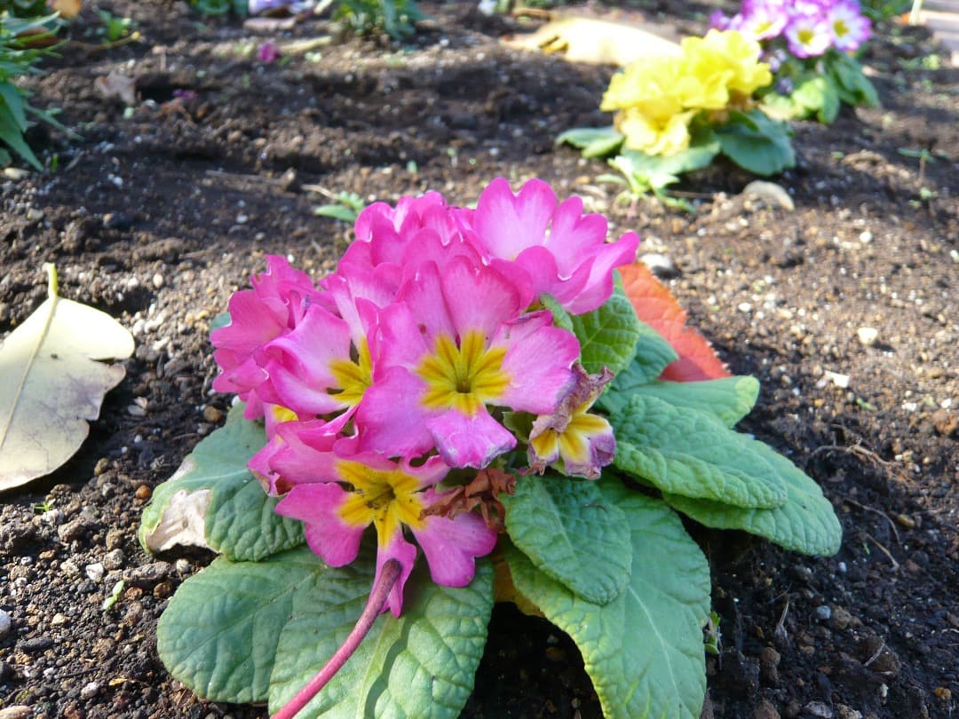 実写美⭕️良品【動作確認済み】Panasonic LUMIX DMC-FX30