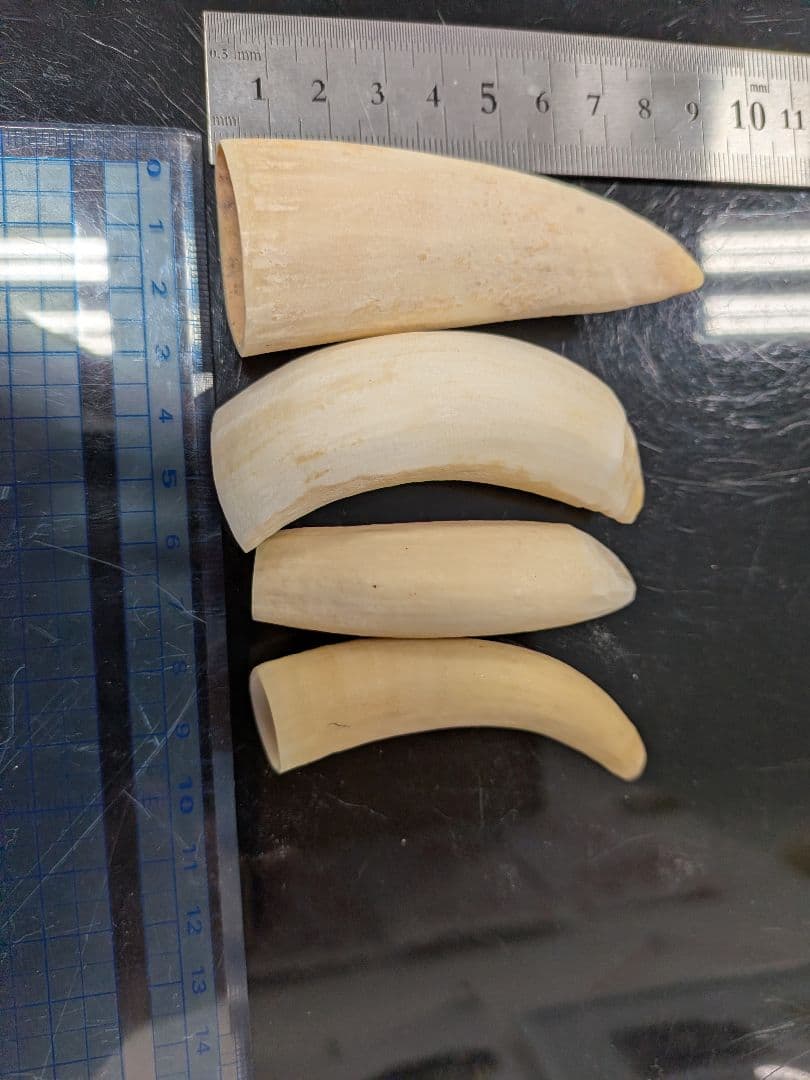 マッコウ鯨歯　本物　歯小サイズ