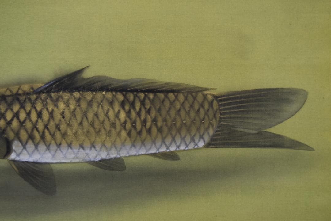 蔵重欣也/鯉図/横物/掛軸☆宝船☆Z-723