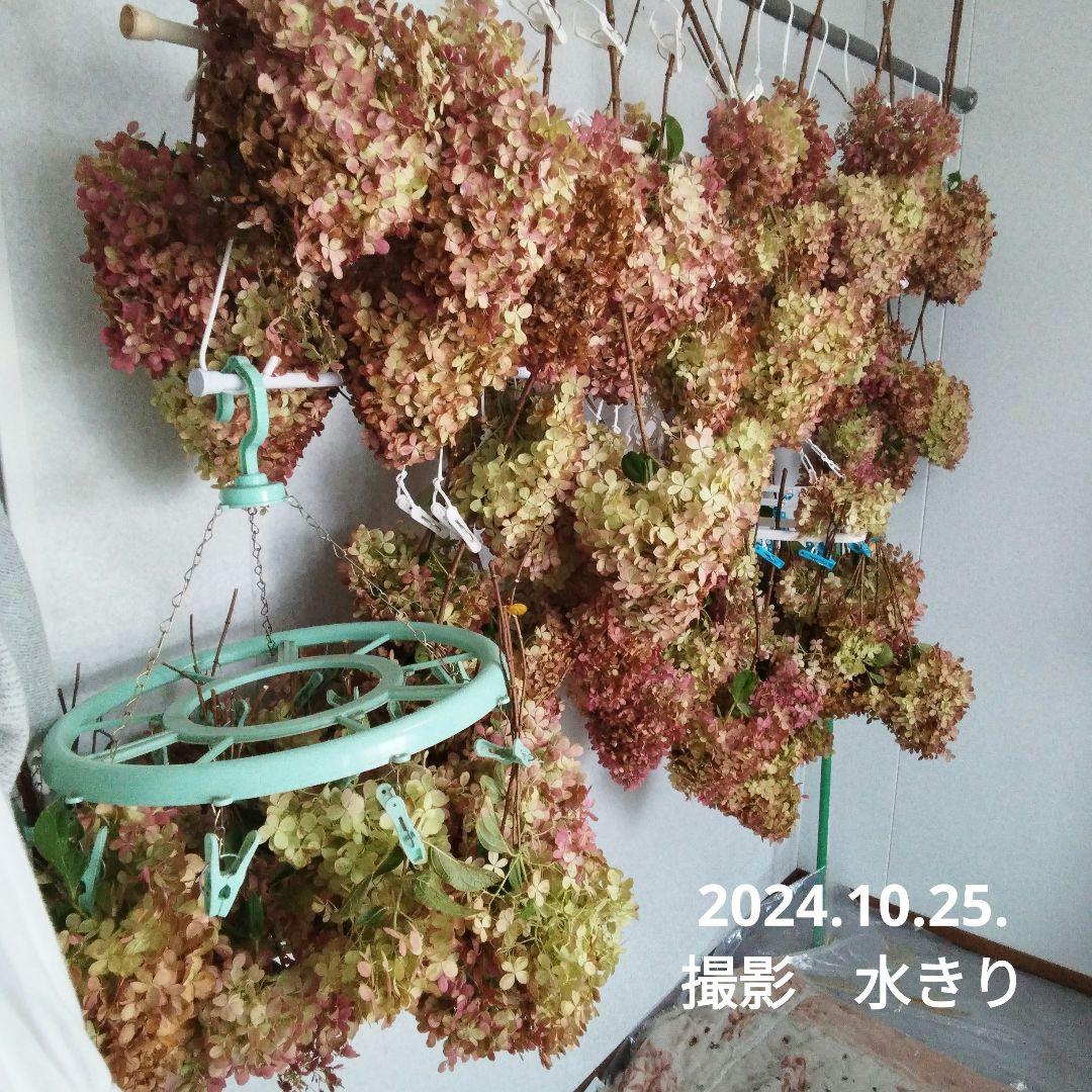 2024.10　ピラミッドアジサイ　　13写真画面から2025年９月現在