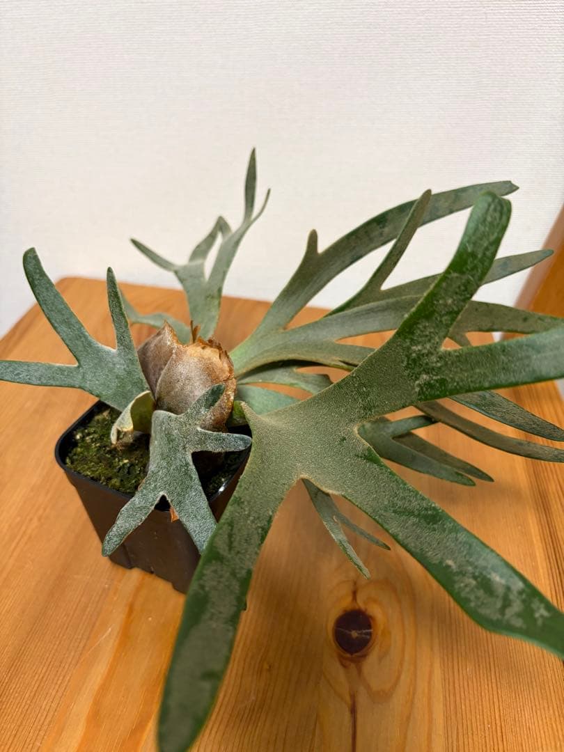 ＊P. Willinckii Jade Girl TC＊
