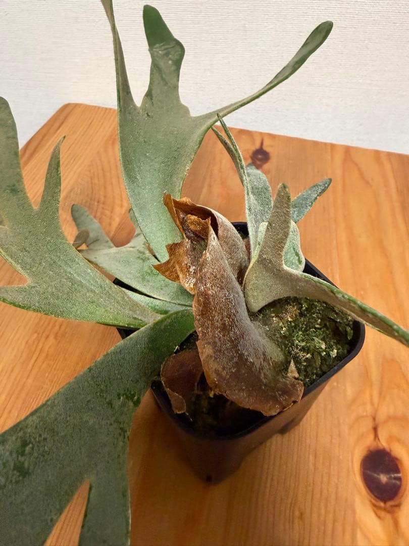 ＊P. Willinckii Jade Girl TC＊