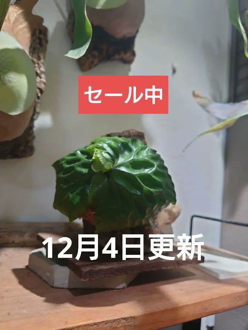 マダガスカリエンセ　コルク付け置き型