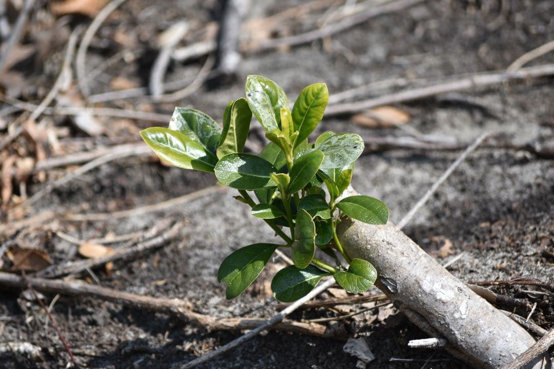 『動作確認済み』 Nikon D3400 ダブルズームキット