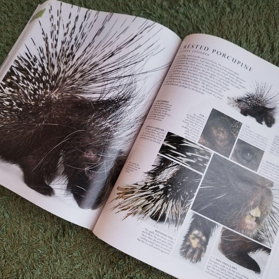 NATURAL HISTORY 図鑑 自然史 書籍