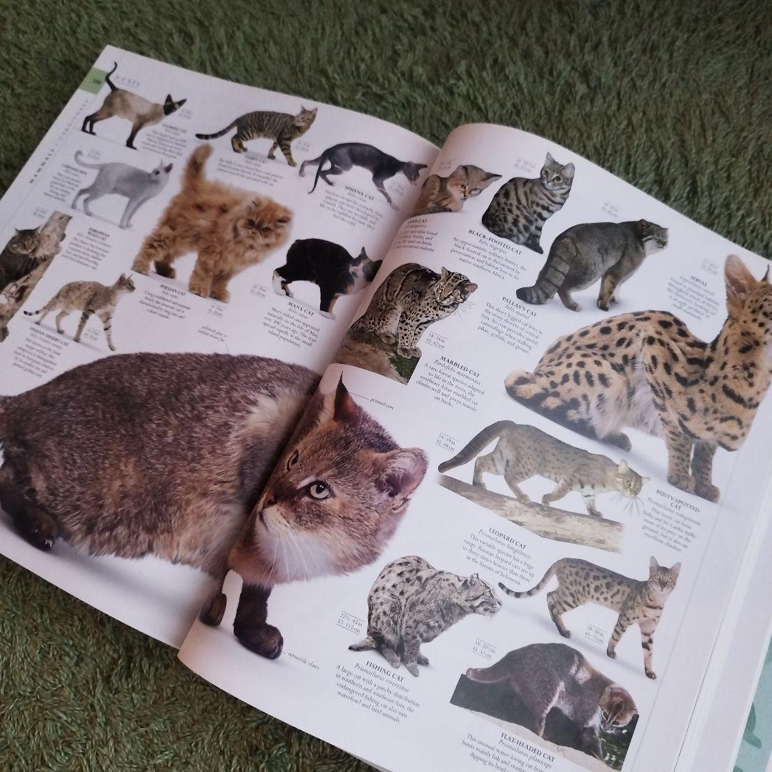 NATURAL HISTORY 図鑑 自然史 書籍