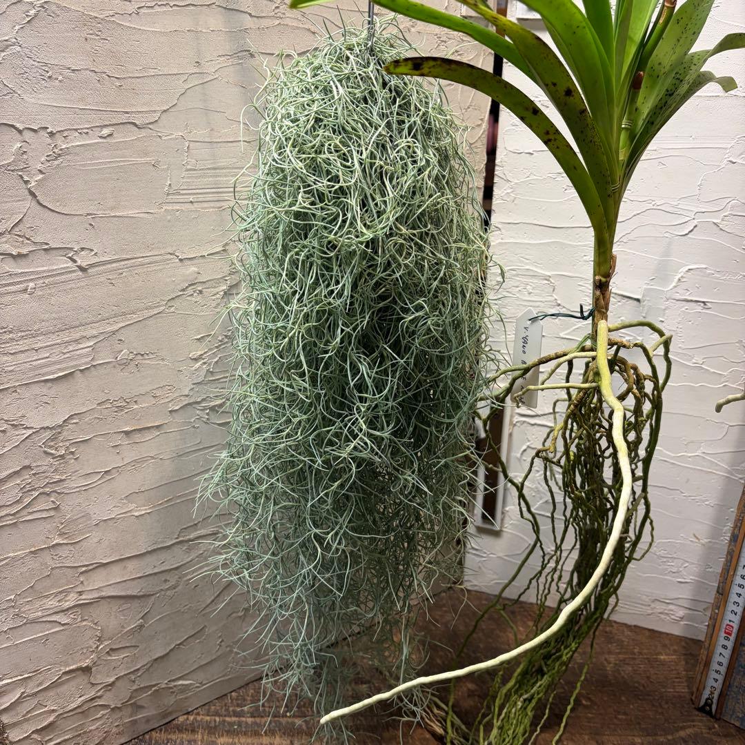 o*a様 【特選】　洋蘭　バンダ　1種2株　チランジア　ウスネオイデス　2束