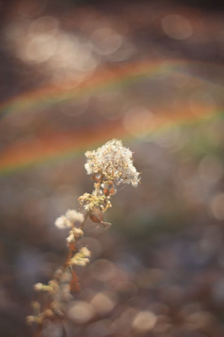 Super-Takumar 55mm F1.8 前期型 S/N：1138358