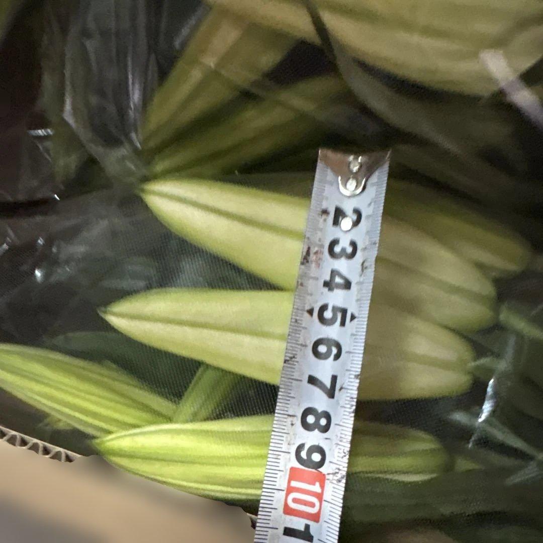 ①白百合4〜5輪咲き10本セット 品種名カサブランカ