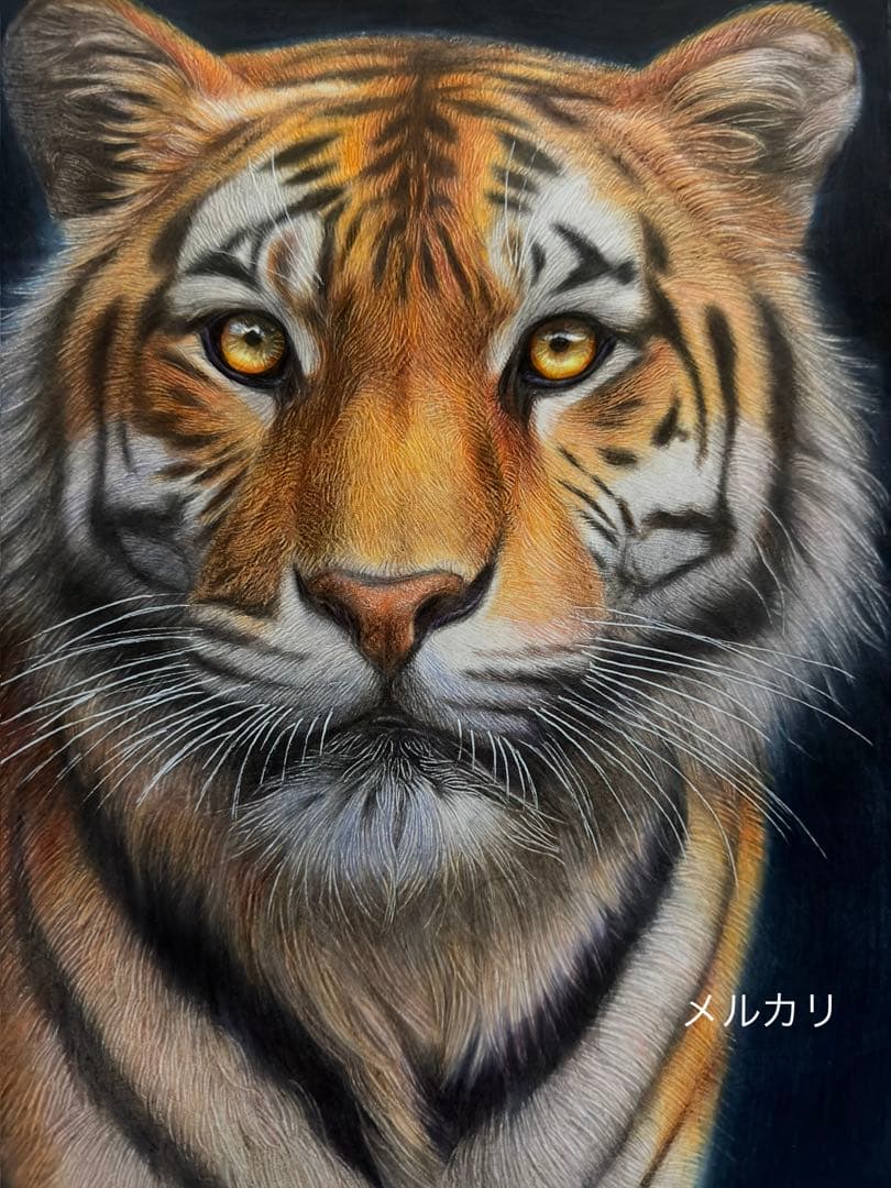 色鉛筆画A4 虎.24