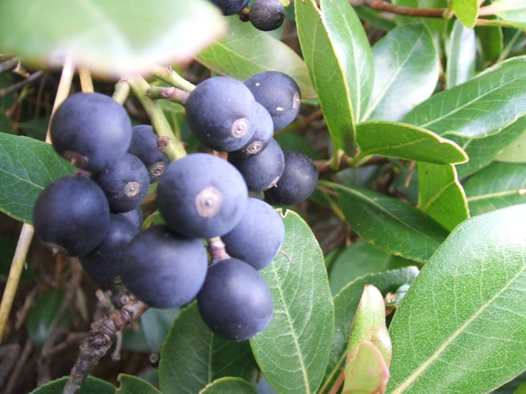 実写美⭕️乾電池式【動作確認済】 FUJIFILM FinePix A500