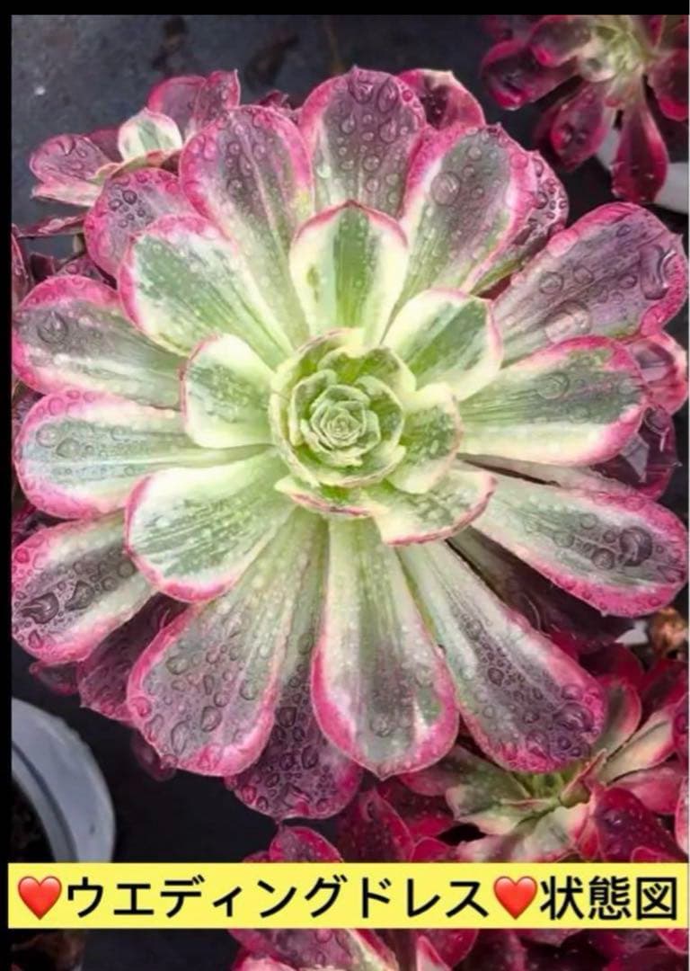 30#多肉植物❤️アエオニウム錦❤️ウエディングドレス❤️1大頭20小頭33cm拔き苗