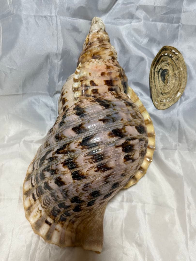 貝殻(沖縄の青い海の宝) ホラ貝蓋付