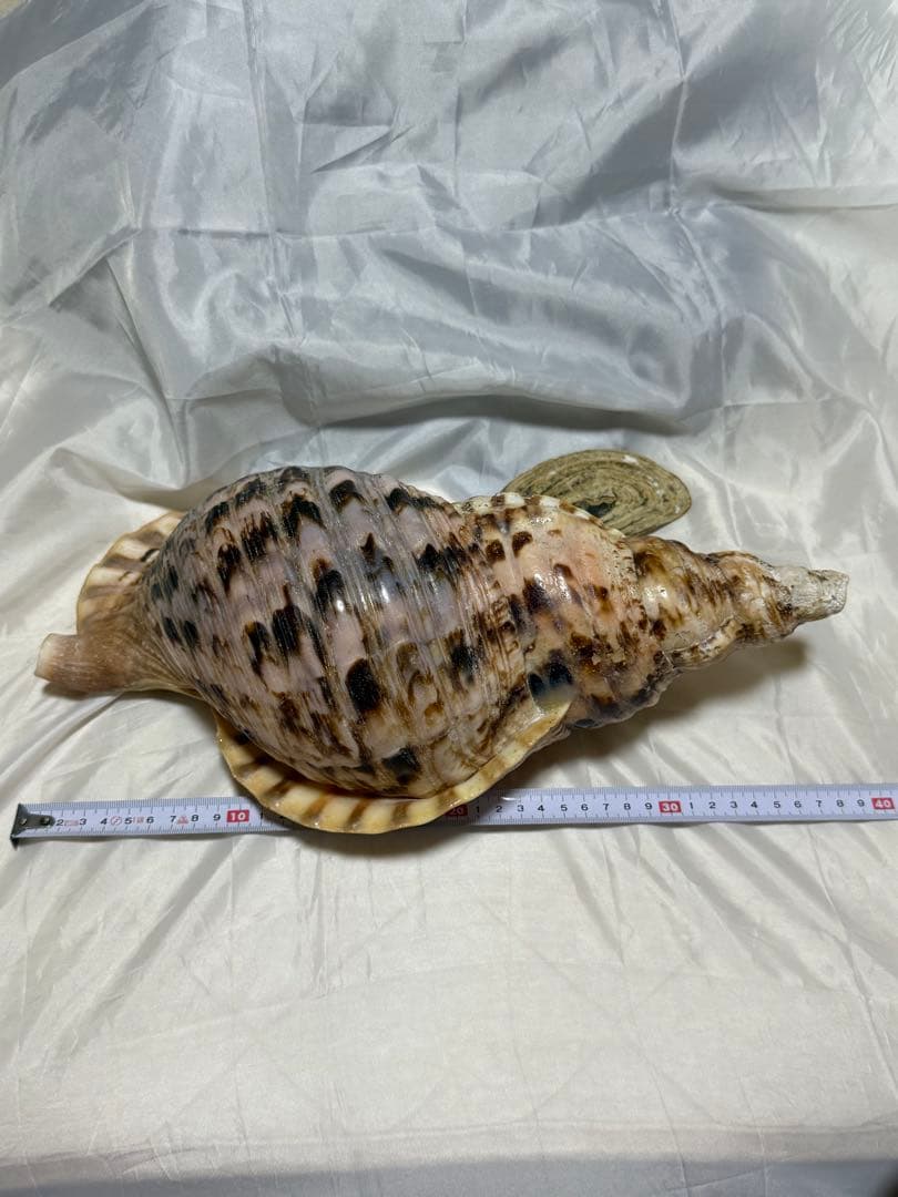 貝殻(沖縄の青い海の宝) ホラ貝蓋付