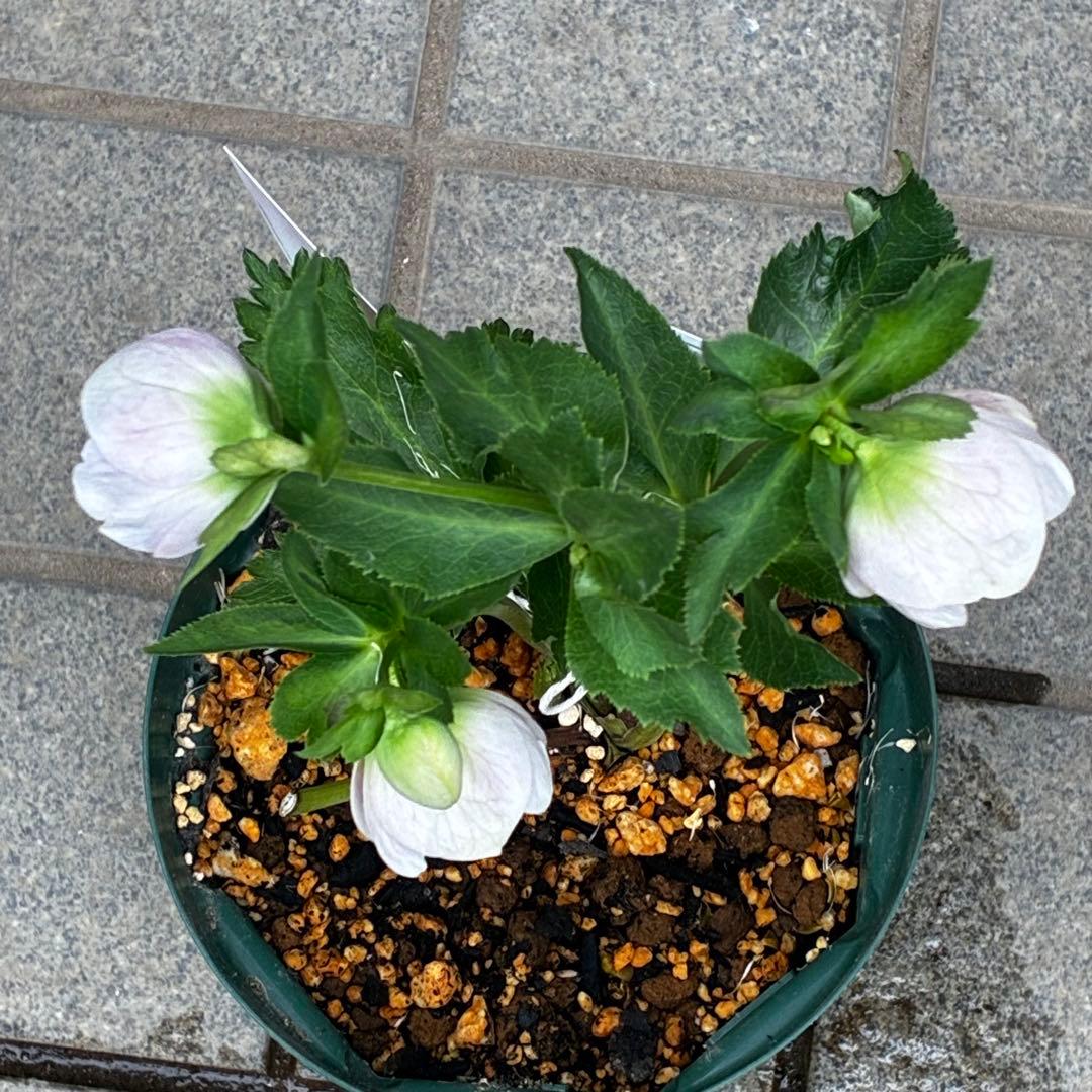 709☘️タグ付☘️超極上☘️2026年NO1☘️パステリッシュストレイン⭐️小輪コロコロ