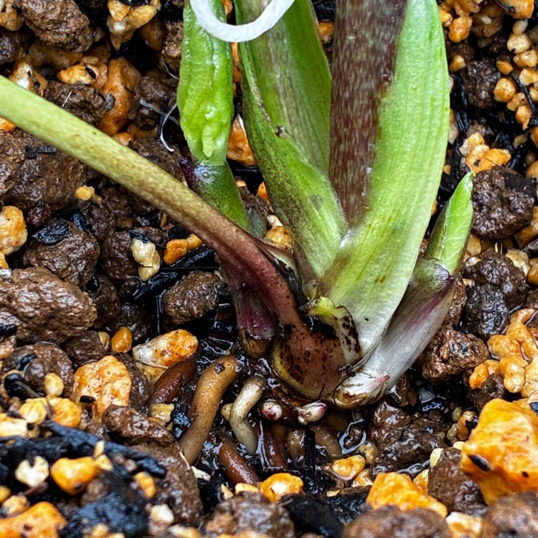 709☘️タグ付☘️超極上☘️2026年NO1☘️パステリッシュストレイン⭐️小輪コロコロ