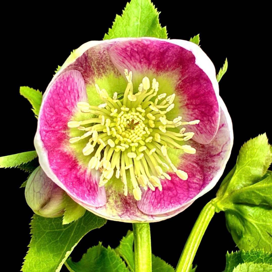 709☘️タグ付☘️超極上☘️2026年NO1☘️パステリッシュストレイン⭐️小輪コロコロ