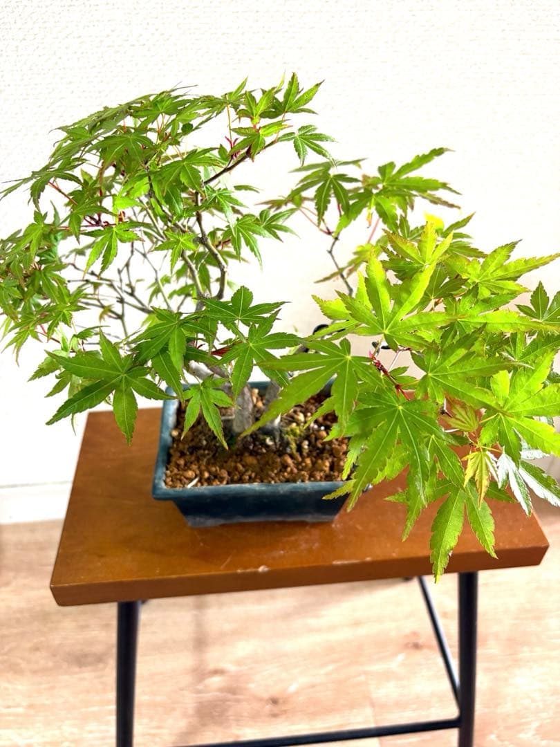 もみじ盆栽❗️古木❗️激安❗️雑木盆栽！