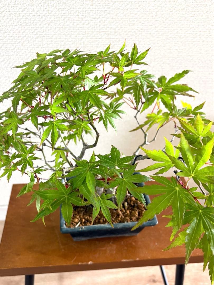 もみじ盆栽❗️古木❗️激安❗️雑木盆栽！