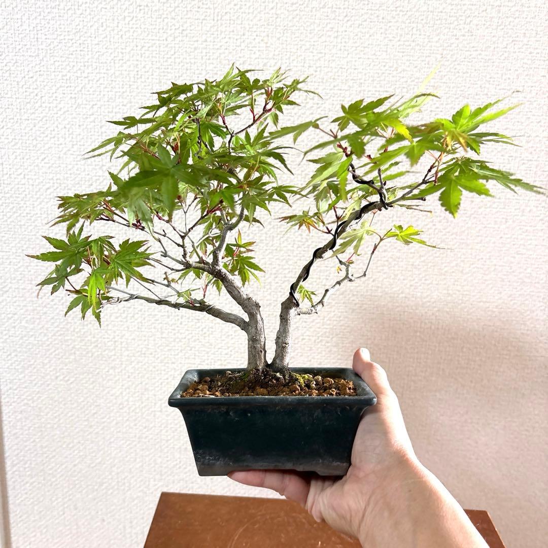 もみじ盆栽❗️古木❗️激安❗️雑木盆栽！