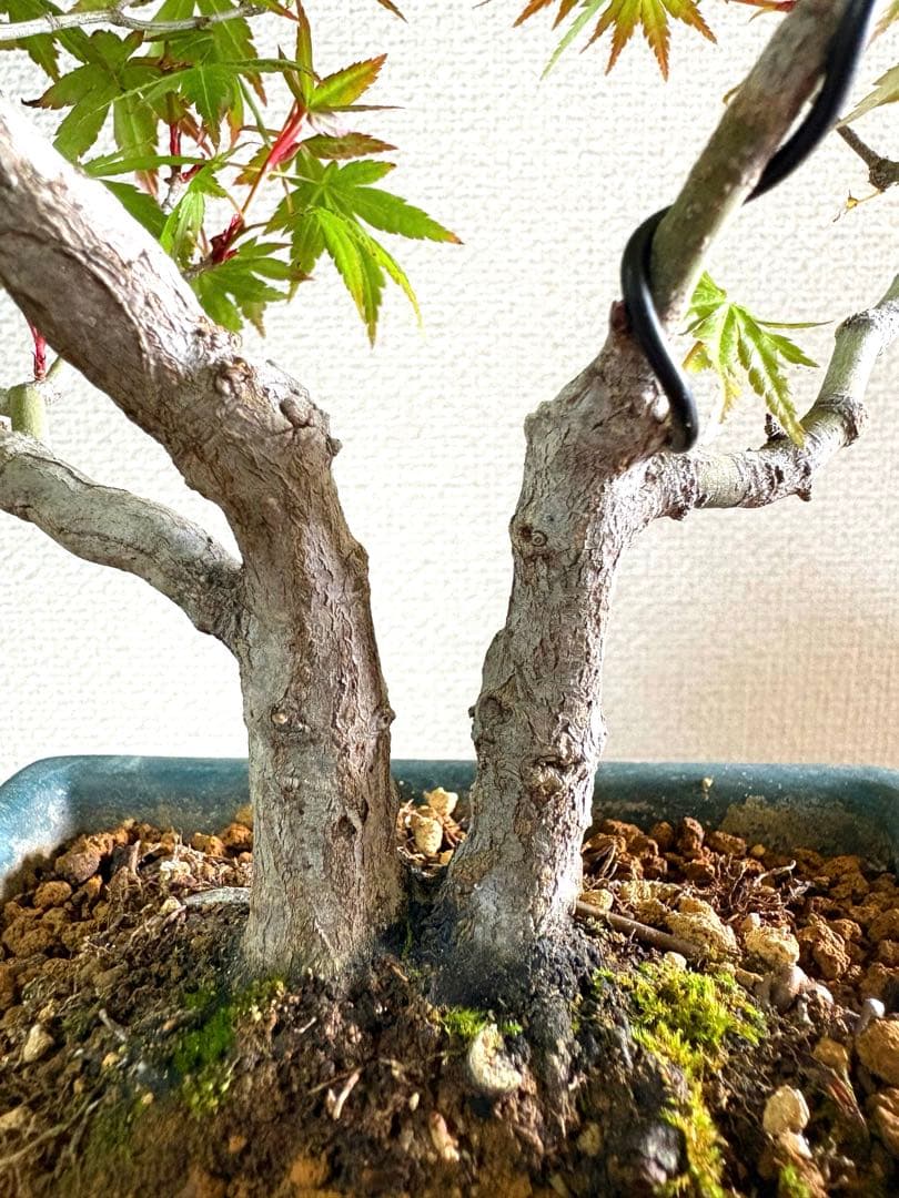 もみじ盆栽❗️古木❗️激安❗️雑木盆栽！