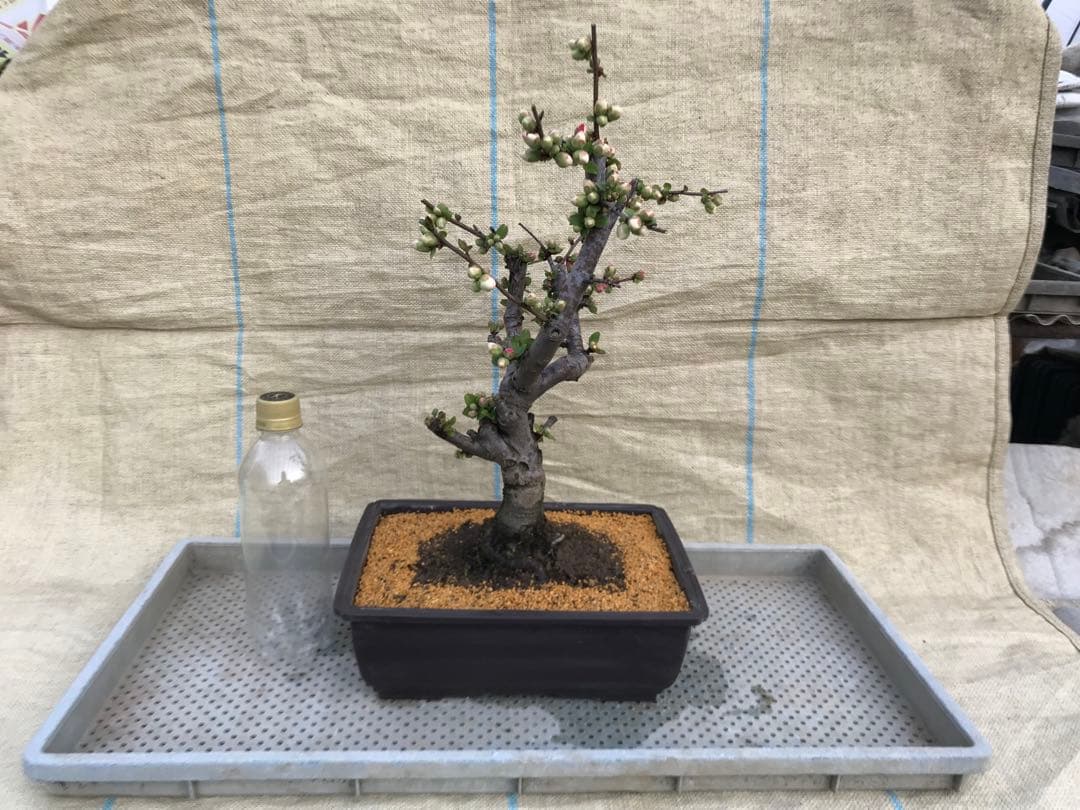 木瓜(ボケ)・放春花 東洋錦 角鉢(咲分け保証品)②