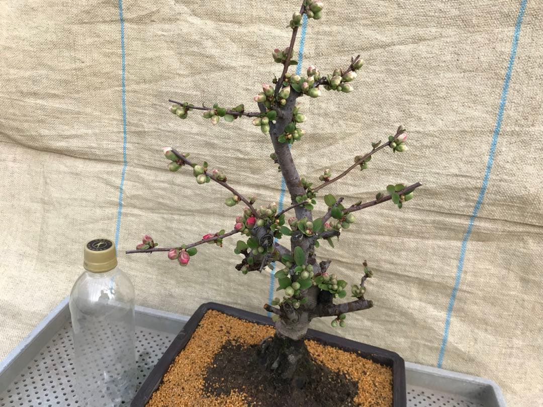 木瓜(ボケ)・放春花 東洋錦 角鉢(咲分け保証品)②