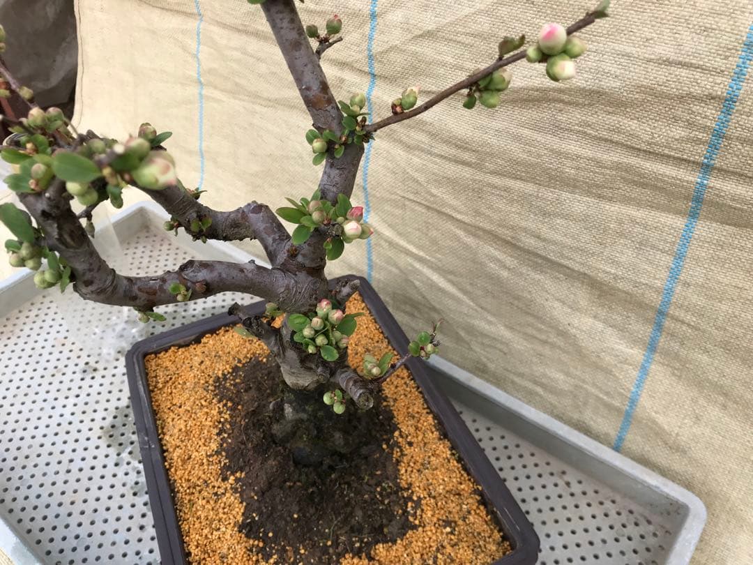 木瓜(ボケ)・放春花 東洋錦 角鉢(咲分け保証品)②