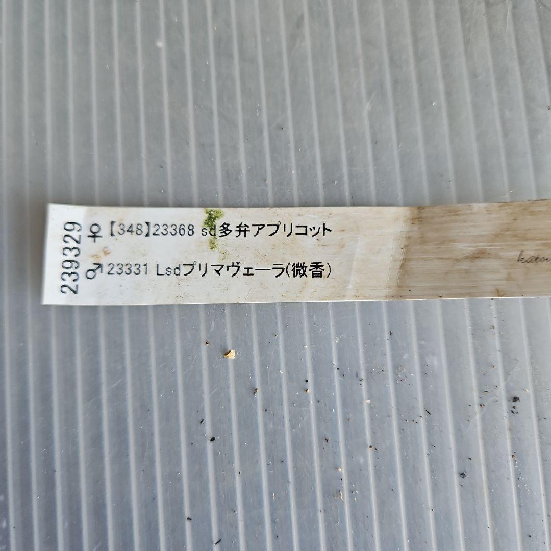 ㉖-470クリスマスローズ