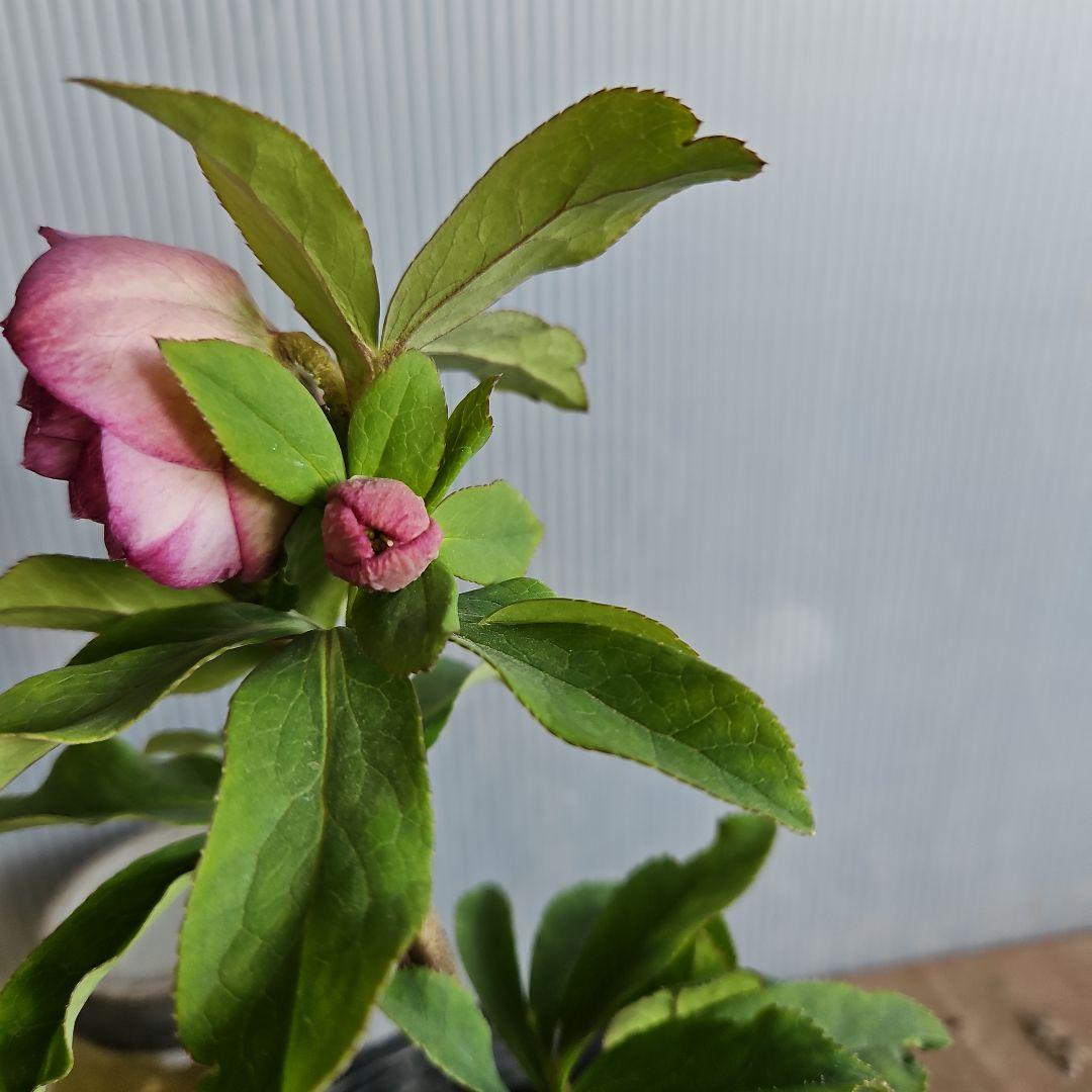 ㉖-470クリスマスローズ