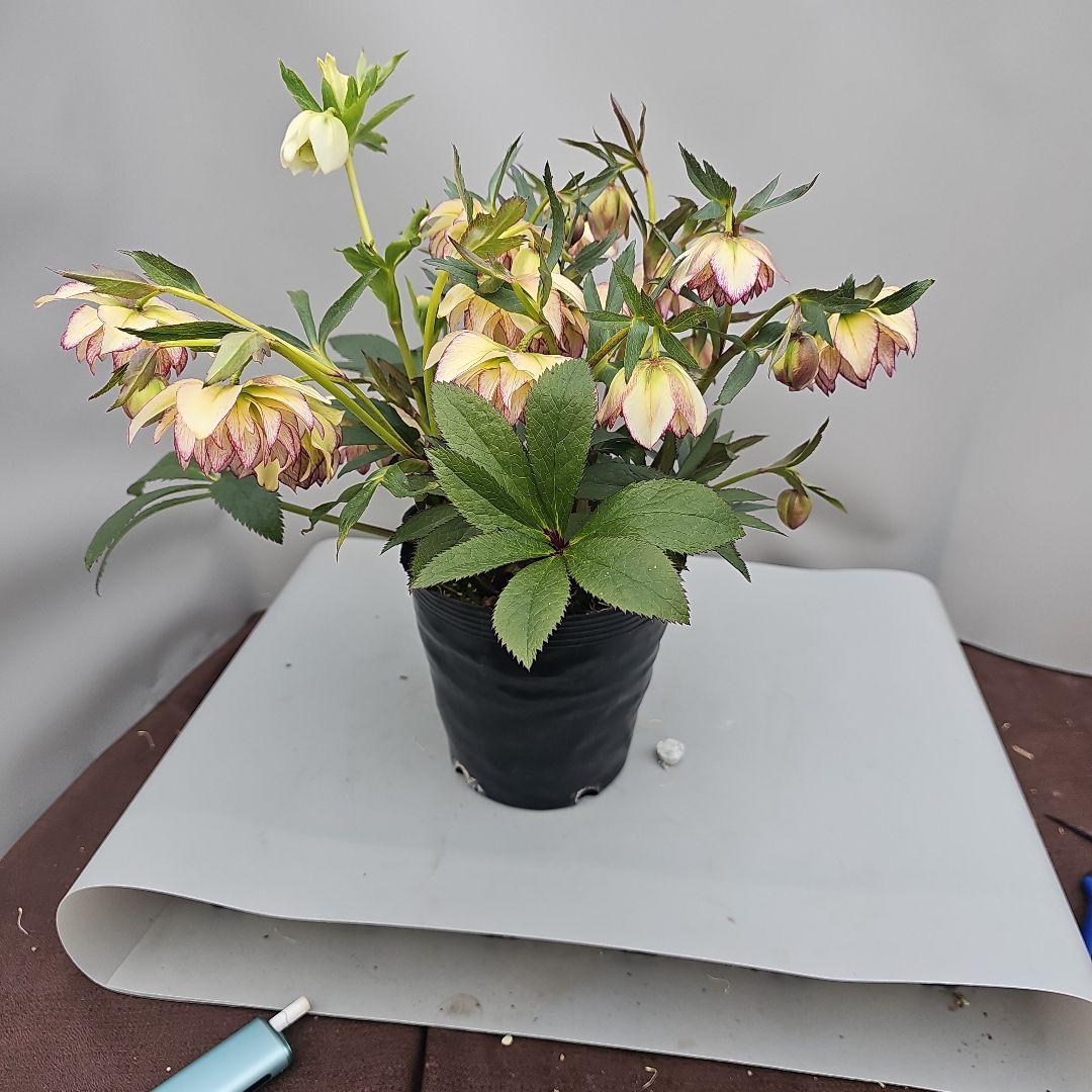 クリスマスローズ開花苗　イエローピコティ多花咲き