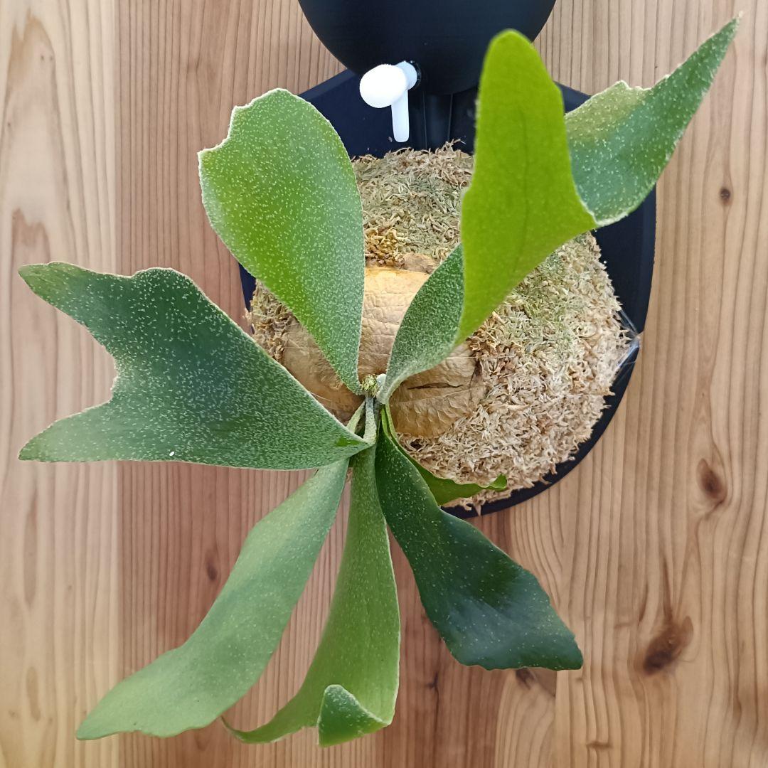 ビカクシダ P.bifurcatum compact spore 0305