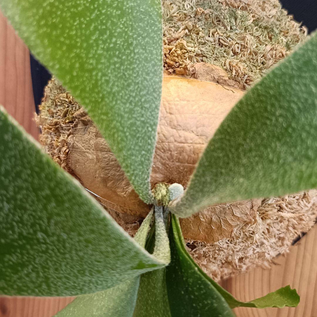 ビカクシダ P.bifurcatum compact spore 0305