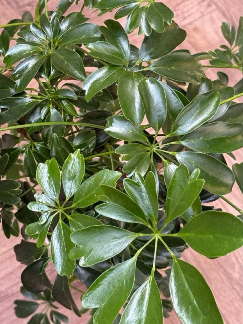 ☆ シェフレラ レナータ♪ 78cm 曲がりフォルム♪