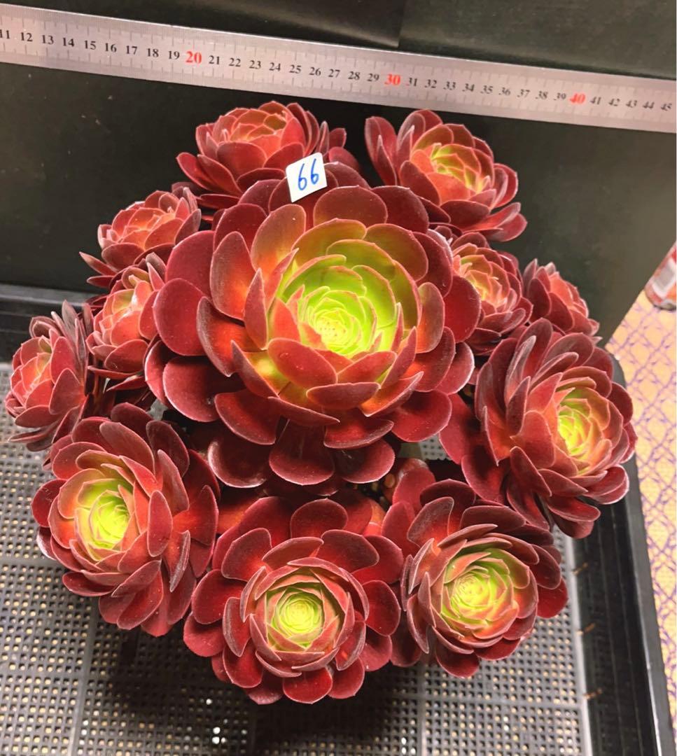 66#多肉植物アエオニウム❤️ 桃花石 ❤️12頭31cm拨き苗