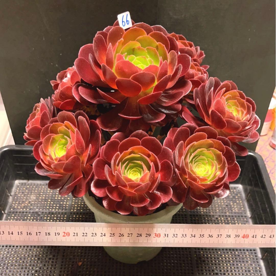 66#多肉植物アエオニウム❤️ 桃花石 ❤️12頭31cm拨き苗
