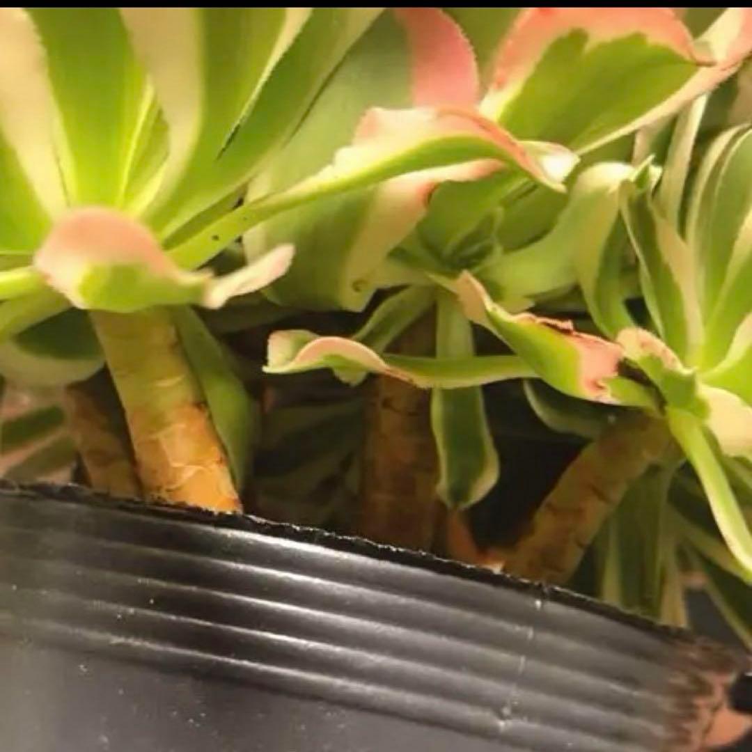 51#多肉植物❤️アエオニウム錦❤️ 白鳳錦 ❤️9頭25cm拔き苗