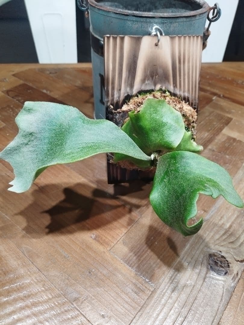 板付けビカクシダ2種セット　ホワイトギズモ、ペドロタツタ