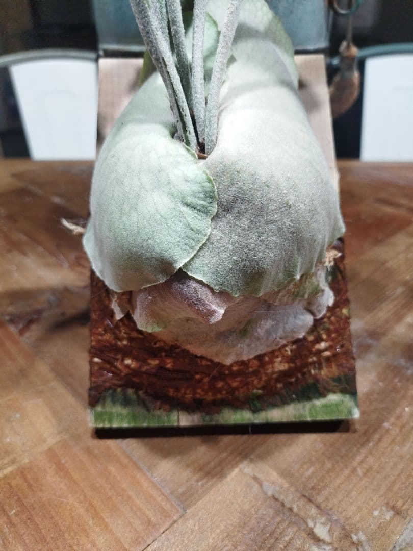 板付けビカクシダ2種セット　ホワイトギズモ、ペドロタツタ