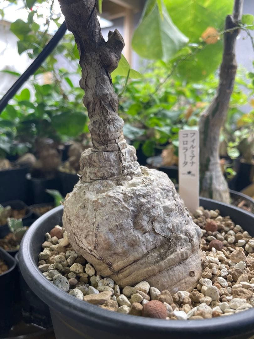 フィルミアナ コロラータ 塊根 コーデックス　観葉植物