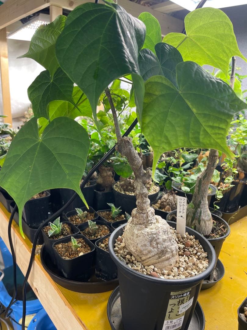 フィルミアナ コロラータ 塊根 コーデックス　観葉植物
