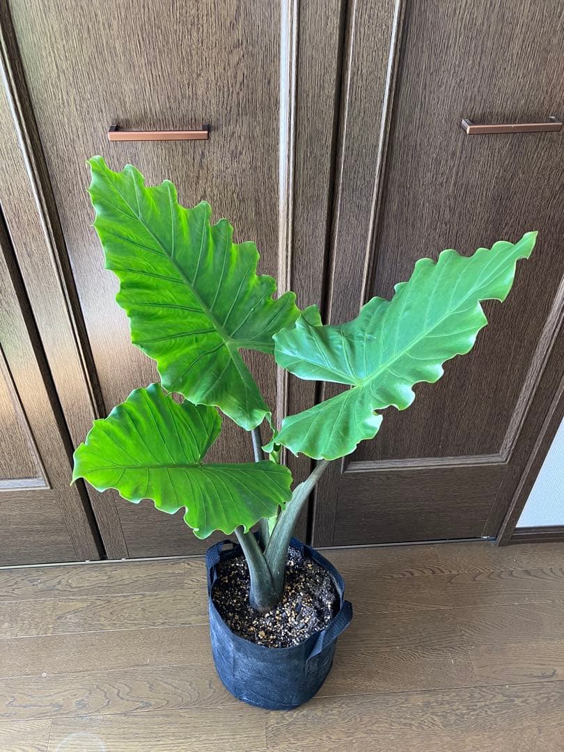 超大型種　アロカシアポルトドラ　大株　オークション形式